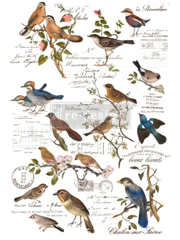 Redesign Postal Birds