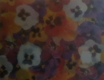 Pergamano Vellum med stedmoderblomster